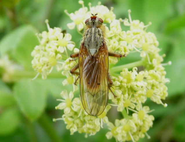 Sarcophagidae?